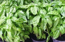  Basilic