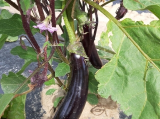 Aubergine