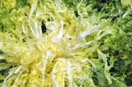 Chicorée scarole ou frisée