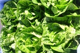 Sucrine (salade très croquante !)