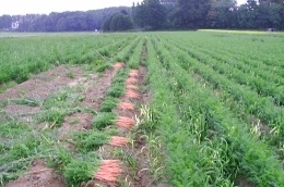Carottes sur champ