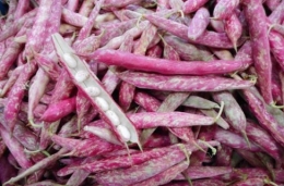  Haricots borlotti