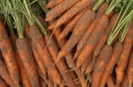  Carottes