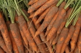  Carottes rouges