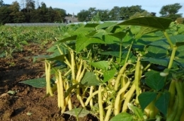 Haricots jaunes