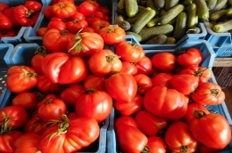 Tomates de pleine terre (véritables !)