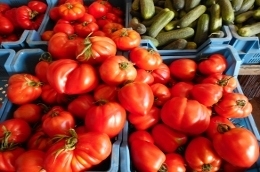  Tomates de pleine terre (véritables !)