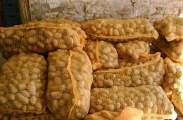  Pommes de terre ANNABELLE (chair ferme)