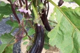 Plant d'aubergine