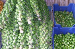 Chou de Bruxelles