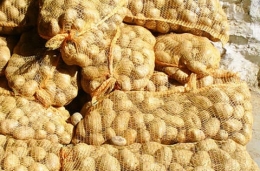  Pommes de terre  GALA (tout usage)