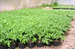  Plants de tomates