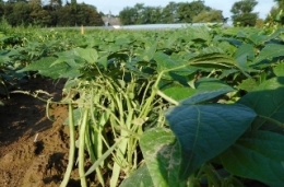   Haricots sabres (plats)