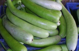  Lagenaria (courgettes italiennes)