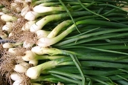 Oignons jeunes
