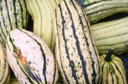 Courge délicata