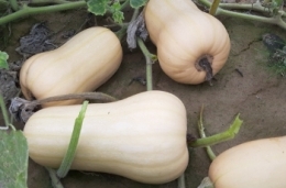 Butternut