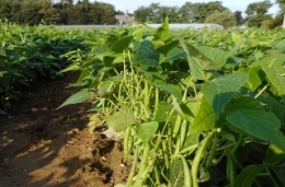 Haricots verts